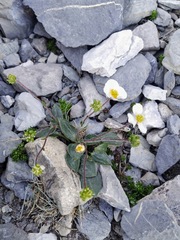 Ranunculus parnassifolius