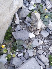 Ranunculus parnassifolius