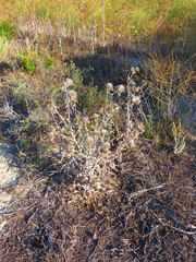 Cirsium occidentale
