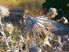 Cirsium occidentale