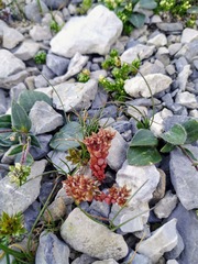 Sedum atratum