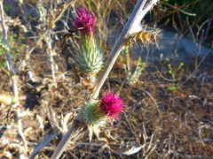 Cirsium occidentale