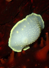 Cadlina