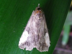 Pseudosphetta