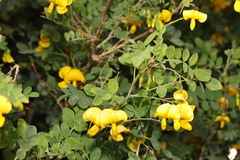 Colutea arborescens