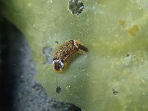 Runcina coronata