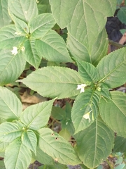 Impatiens parviflora
