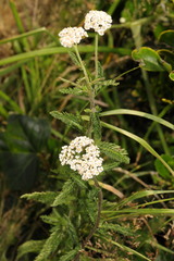 Achillea millefolium