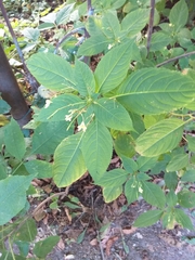 Impatiens parviflora