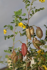 Colutea arborescens