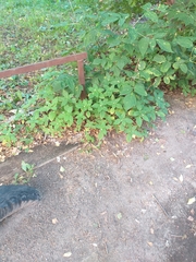 Impatiens parviflora