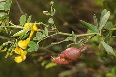 Colutea arborescens