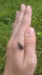 Epicauta cinerea-group