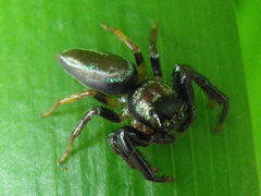Thiania
