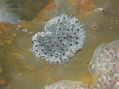 Watersipora subatra