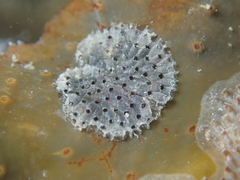 Watersipora subatra