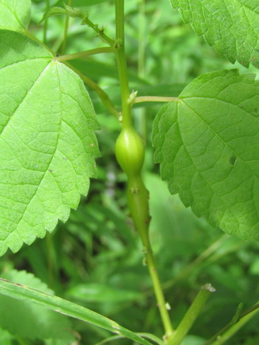Boehmeria stem gall midge photo 3