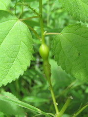 Neolasioptera boehmeriae