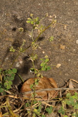 Medicago lupulina