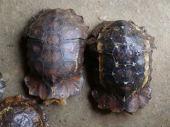 Kinixys erosa