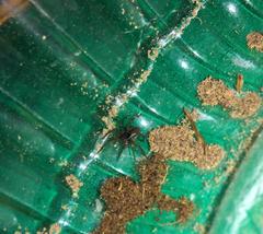 Diapontia