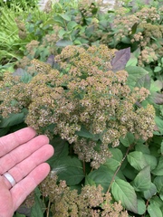 Spiraea