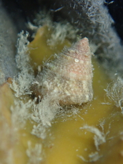 Jujubinus exasperatus