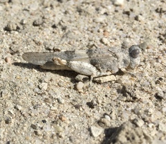 Trimerotropis salina