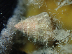 Jujubinus exasperatus