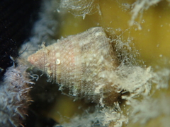 Jujubinus exasperatus