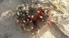 Mammillaria hutchisoniana