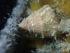 Jujubinus exasperatus