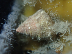 Jujubinus exasperatus