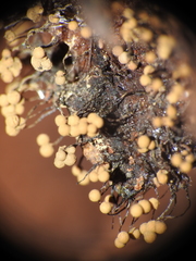 Cribraria aurantiaca