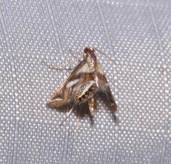 Chrysendeton imitabilis