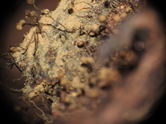 Cribraria aurantiaca