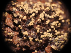 Cribraria aurantiaca