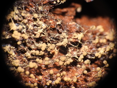 Cribraria aurantiaca