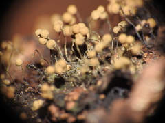 Cribraria aurantiaca