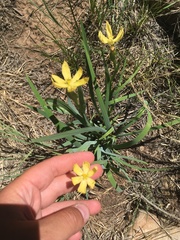 Sisyrinchium longipes