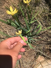 Sisyrinchium longipes