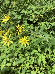 Silphium asteriscus trifoliatum