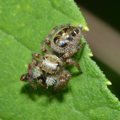 Phidippus princeps