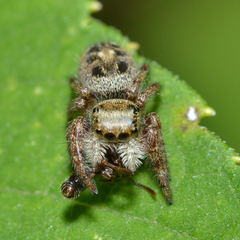 Phidippus princeps
