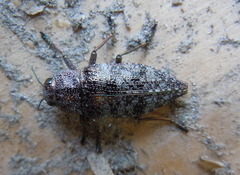Dicerca aenea