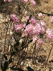 Amaryllis belladonna