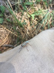 Macrodactylus uniformis