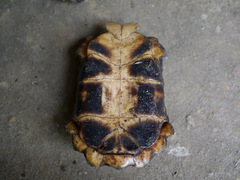 Kinixys erosa