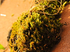 Campylopus introflexus