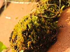 Campylopus introflexus